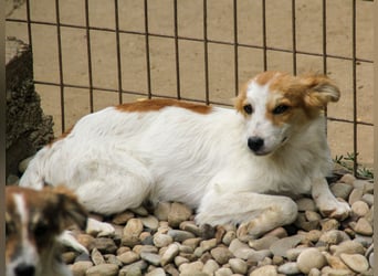 Kuschelmaus ANNEMARIE sucht ein Zuhause
