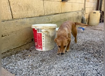 SENA sanft, sozial, sucht neugierig nach Ihren Herzensmenschen