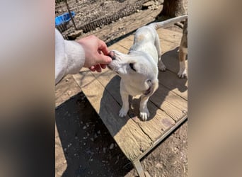 Aufgeweckter SKIPPER sucht aktive Menschen zum Spielen und Toben