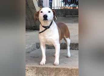 BEPI - Wer löst sein Ticket ins Glück und schenkt ihm ein liebevolles, ruhiges Zuhause