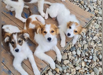 Kuschelmaus ANNEMARIE sucht ein Zuhause