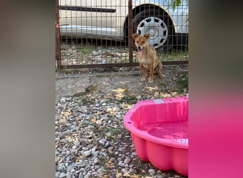 SENA sanft, sozial, sucht neugierig nach Ihren Herzensmenschen