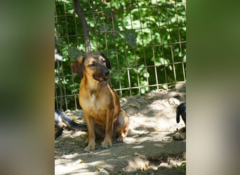 Hübsche ALMA sucht liebevolles Zuhause
