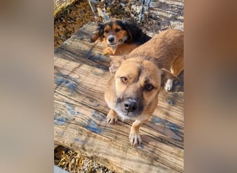 Schleckermaul MILLIE sucht nach ihren eigenen Leckerlispendern