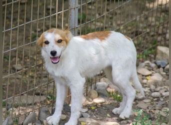 Kuschelmaus ANNEMARIE sucht ein Zuhause