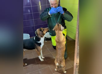 Herzensmensch gesucht - liebe MILLIE hofft auf den Hauptgewinn "FÜR-IMMER-ZUHAUSE"