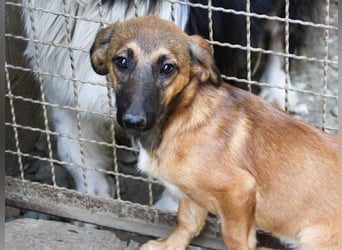 Schlaue ALMA sucht ein für immer Zuhause