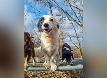 PUPIN kleines absolut einzigartiges Energiebündel