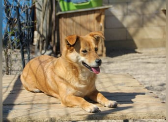 Kuschelfee SENA sucht Kuschelmenschen zum lieb haben