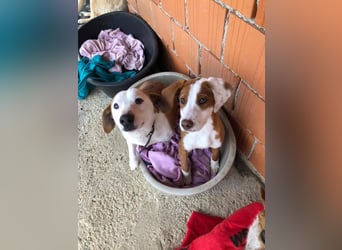 BEPI - Wer löst sein Ticket ins Glück und schenkt ihm ein liebevolles, ruhiges Zuhause