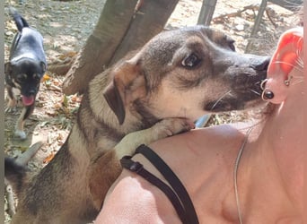 Neugierig und verspielt - Zaubermaus CAROLINA möchte dich um den Finger wickeln