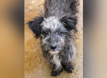 Wuschelkopf KEANU sucht Familie zum Spielen und Toben