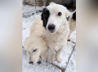 PUPIN kleines absolut einzigartiges Energiebündel