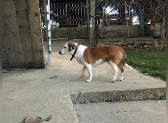 BEPI - Wer löst sein Ticket ins Glück und schenkt ihm ein liebevolles, ruhiges Zuhause