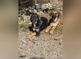 Neugierige ANIKA– ein Traum auf vier Pfoten