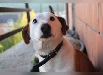 BEPI - Wer löst sein Ticket ins Glück und schenkt ihm ein liebevolles, ruhiges Zuhause