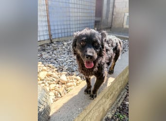 Sonnenschein RALF hofft auf sein Familienglück