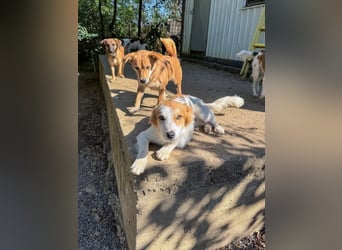 Kuschelmaus ANNEMARIE sucht ein Zuhause