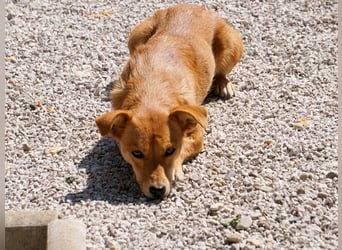 SENA sanft, sozial, sucht neugierig nach Ihren Herzensmenschen