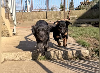 RAMONA ihr fehlt nur eines ihre eigene Familie