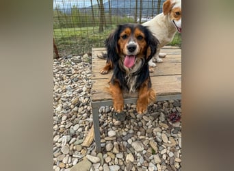 Bezaubernder zuckersüßer BOBISHA sucht sein Für-Immer-Zuhause