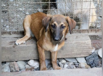 Schlaue ALMA sucht ein für immer Zuhause