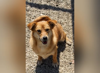 Kuschelfee SENA sucht Kuschelmenschen zum lieb haben