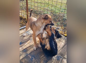 Wirbelwind MILLIE will dein Leben auf den Kopf stellen