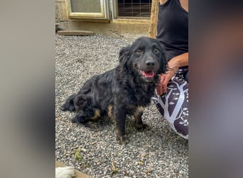 Sonnenschein RALF hofft auf sein Familienglück