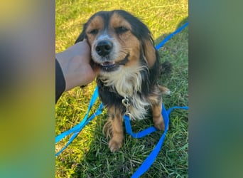 Bezaubernder zuckersüßer BOBISHA sucht sein Für-Immer-Zuhause