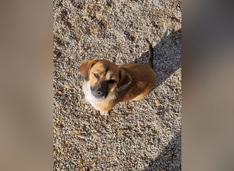Herzensmensch gesucht - liebe MILLIE hofft auf den Hauptgewinn "FÜR-IMMER-ZUHAUSE"