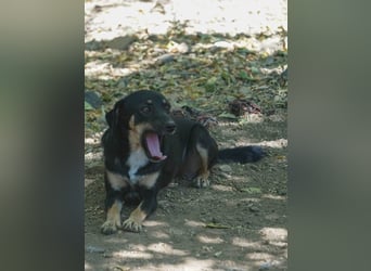 Schlaue Anika sucht ihr Für-Immer-Zuhause