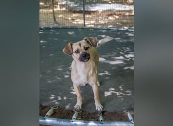 Fröhlicher SMOKY sucht Menschen zum Spielen und Toben!