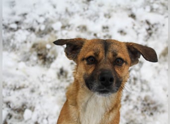 Schleckermaul MILLIE sucht nach ihren eigenen Leckerlispendern