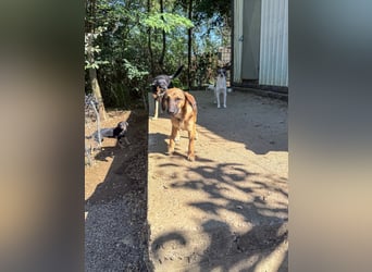 Schlaue ALMA sucht ein für immer Zuhause