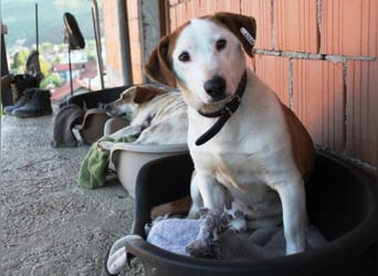 BEPI - Wer löst sein Ticket ins Glück und schenkt ihm ein liebevolles, ruhiges Zuhause