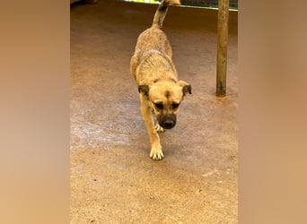 Fröhlicher SMOKY sucht Menschen zum Spielen und Toben!