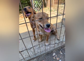 SENA sanft, sozial, sucht neugierig nach Ihren Herzensmenschen