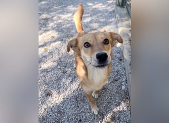 SENA sanft, sozial, sucht neugierig nach Ihren Herzensmenschen