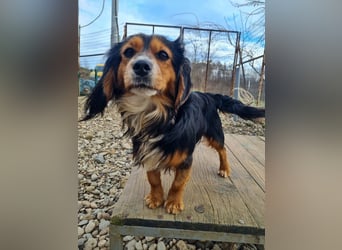 Bezaubernder zuckersüßer BOBISHA sucht sein Für-Immer-Zuhause