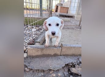 Aufgeweckter SKIPPER sucht aktive Menschen zum Spielen und Toben