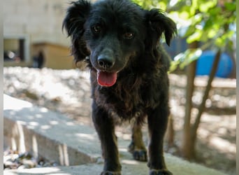 Sonnenschein RALF hofft auf sein Familienglück