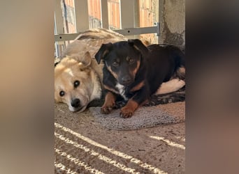 kleine Prinzessin ROXANA sucht ihr Königreich