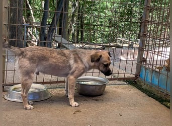 Fröhlicher SMOKY sucht Menschen zum Spielen und Toben!