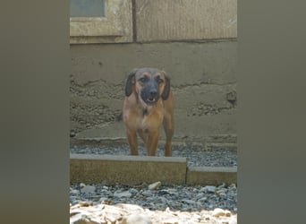 Hübsche ALMA sucht liebevolles Zuhause