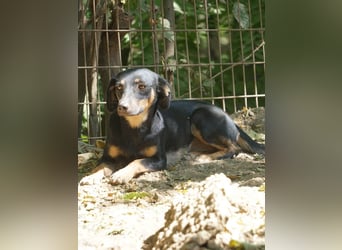 Schmusemaus SMILLA will endlich mit ihren eigenen Menschen kuscheln