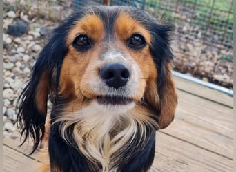 Bezaubernder zuckersüßer BOBISHA sucht sein Für-Immer-Zuhause