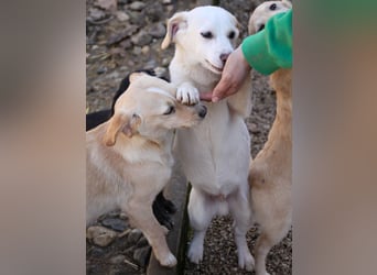 Aufgeweckter SKIPPER sucht aktive Menschen zum Spielen und Toben
