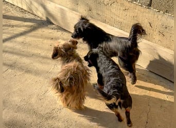 RAMONA ihr fehlt nur eines ihre eigene Familie