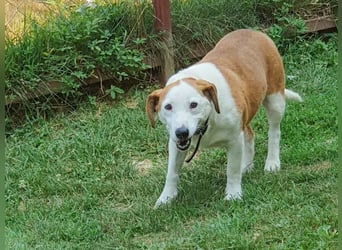 BEPI - Wer löst sein Ticket ins Glück und schenkt ihm ein liebevolles, ruhiges Zuhause